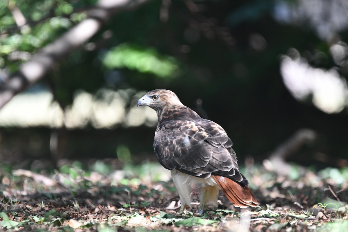 Red-tailed Hawk - ML641555129