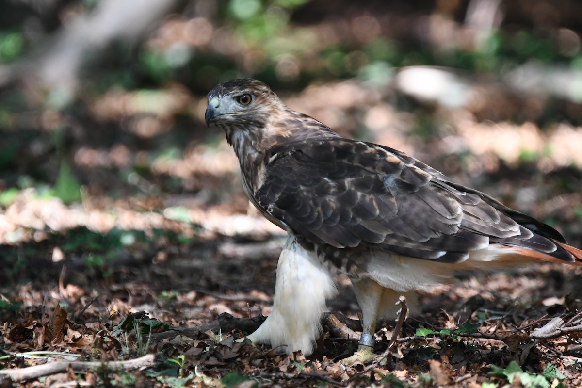 Red-tailed Hawk - ML641555154