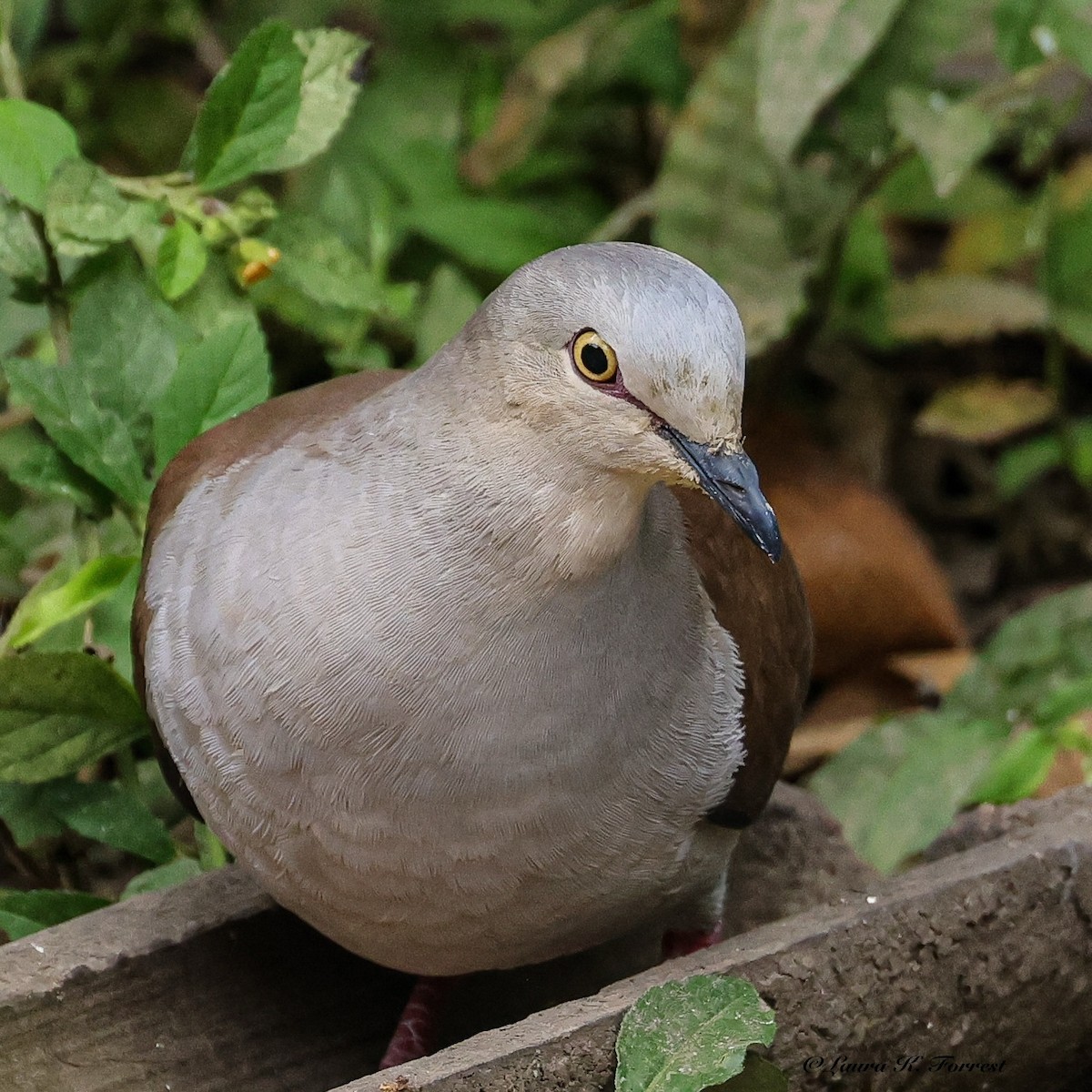 Pallid Dove - ML641555179