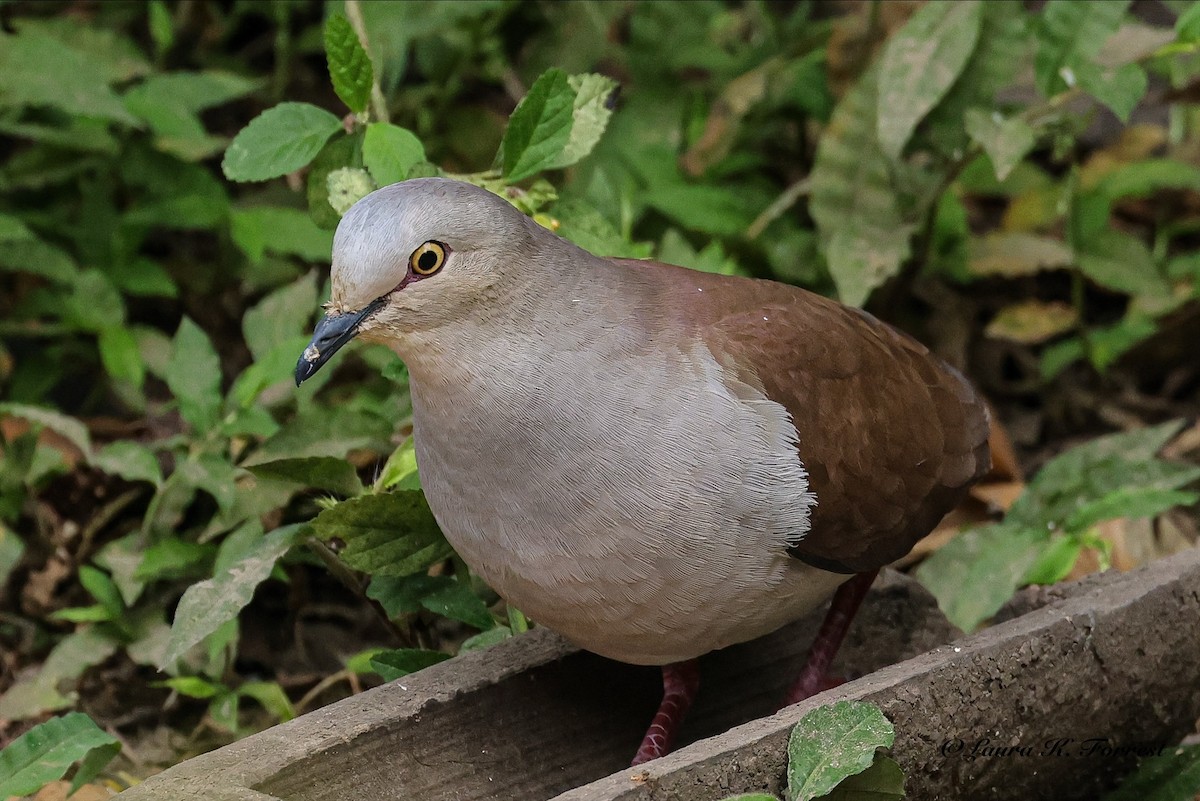 Pallid Dove - ML641555180