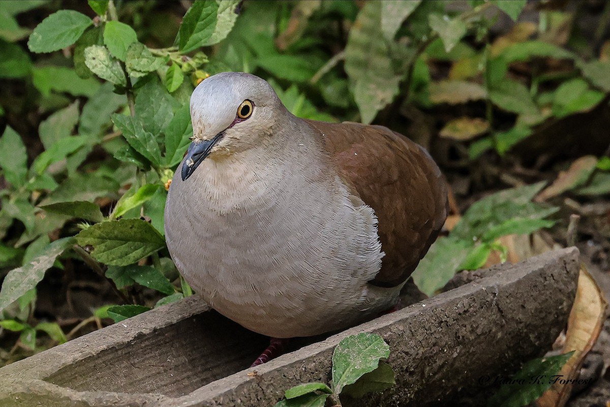 Pallid Dove - ML641555181