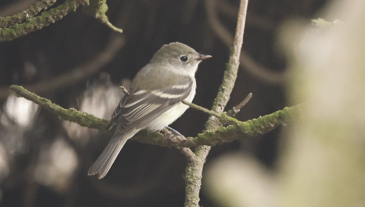 Least Flycatcher - ML641555184