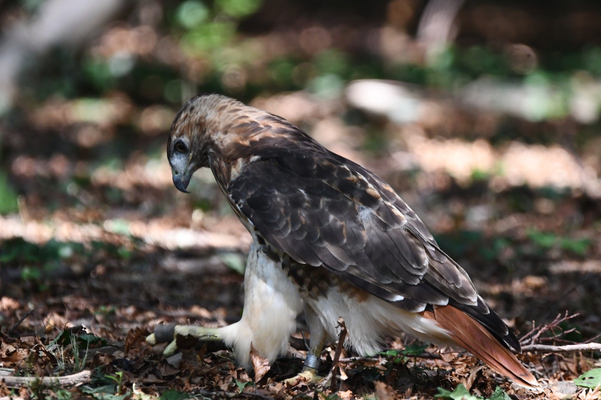 Red-tailed Hawk - ML641555187