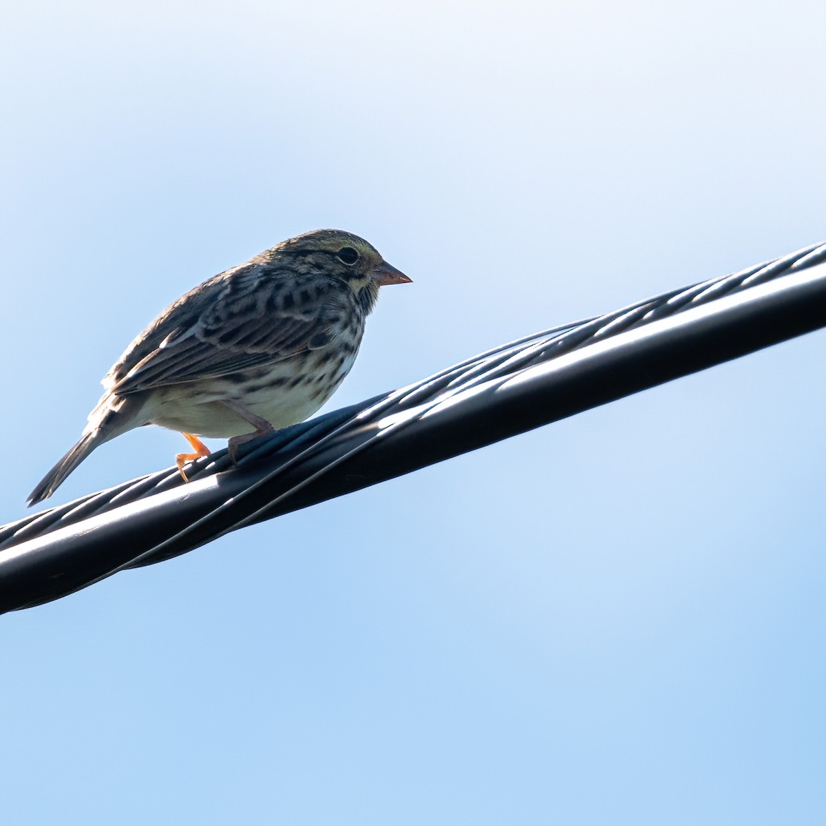 Savannah Sparrow - ML641555195