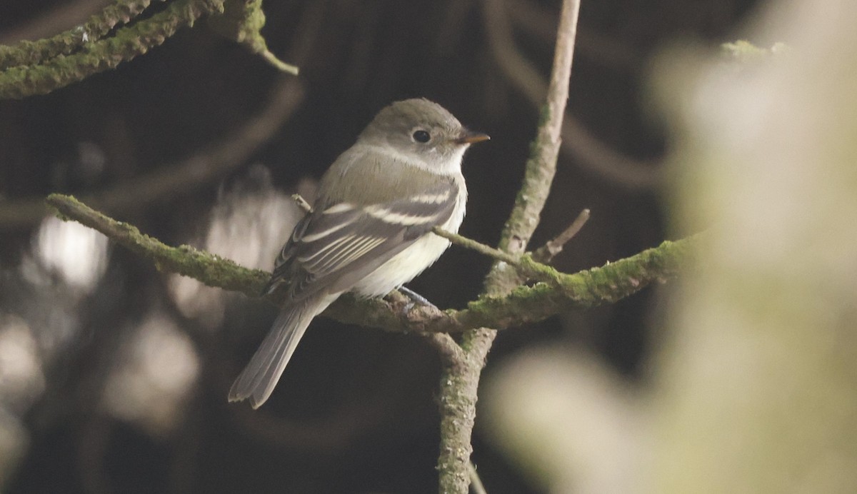 Least Flycatcher - ML641555228