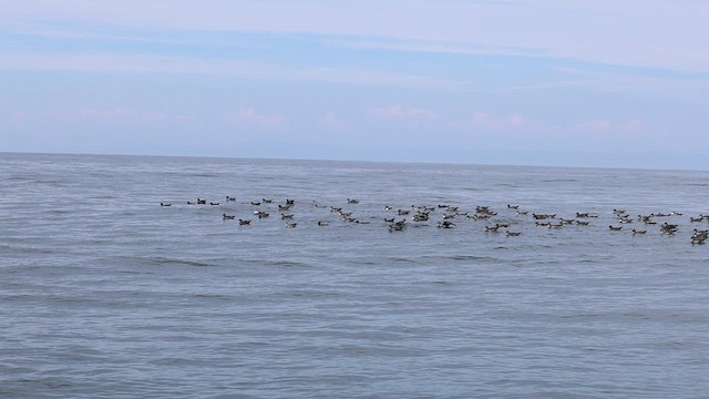 Pink-footed Shearwater - ML641555240