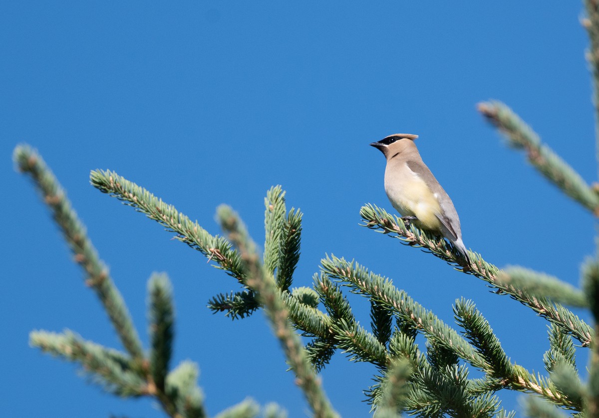 Cedar Waxwing - ML641555258