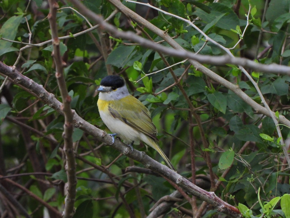 Green-backed Becard - ML641555282
