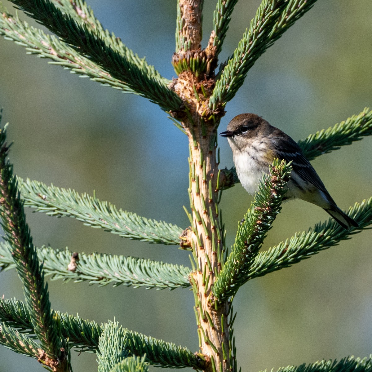 Yellow-rumped Warbler - ML641555295