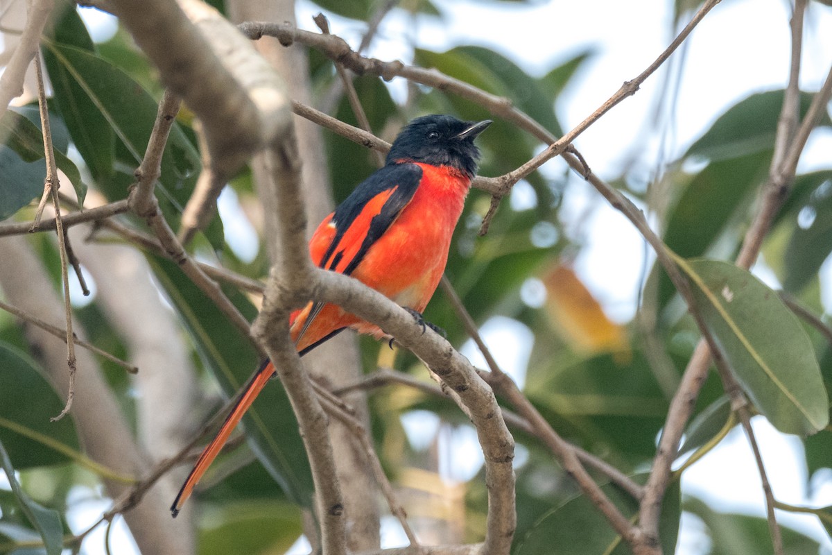 Long-tailed Minivet - ML641555297