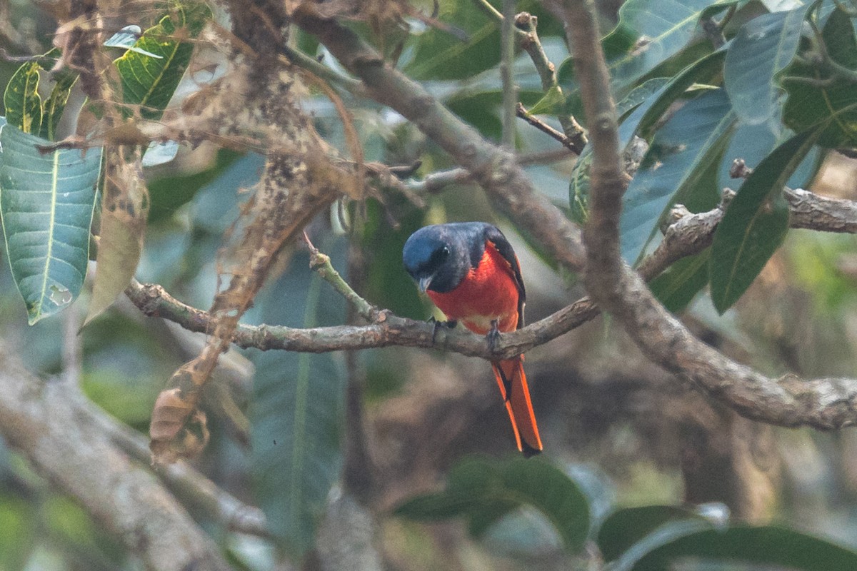 Long-tailed Minivet - ML641555306