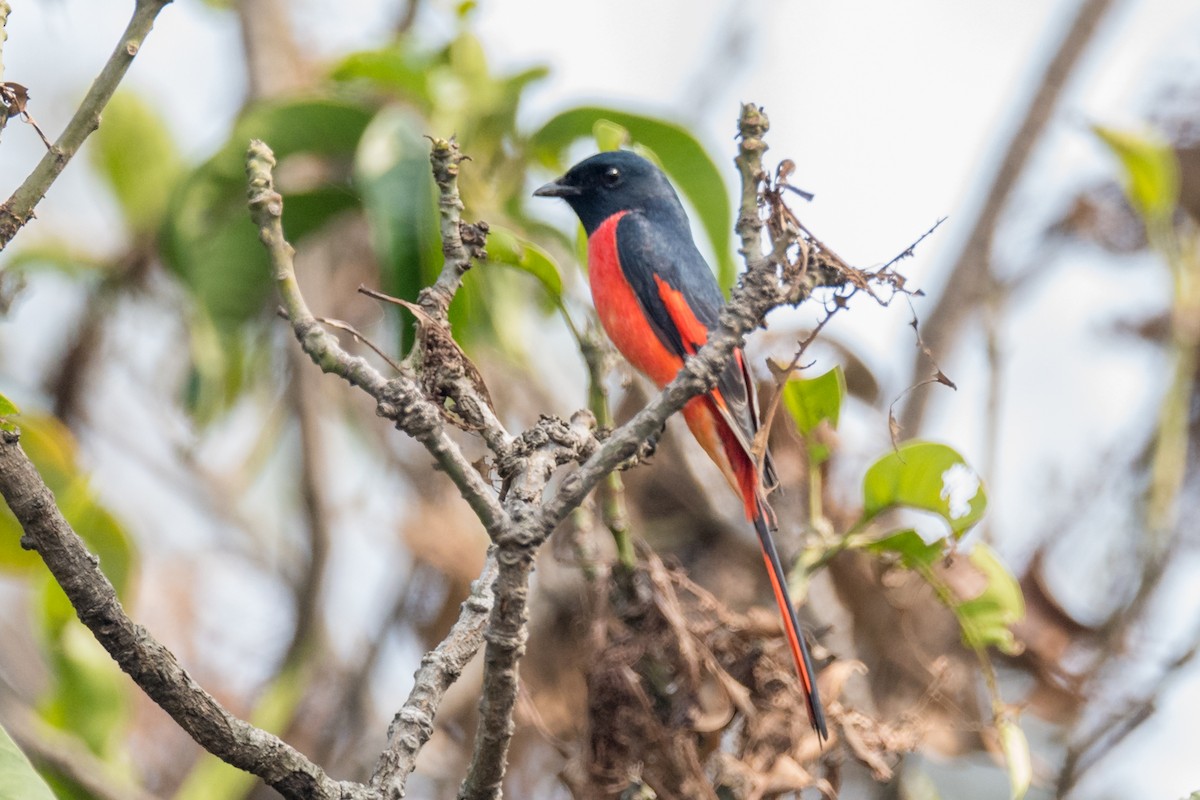Long-tailed Minivet - ML641555307