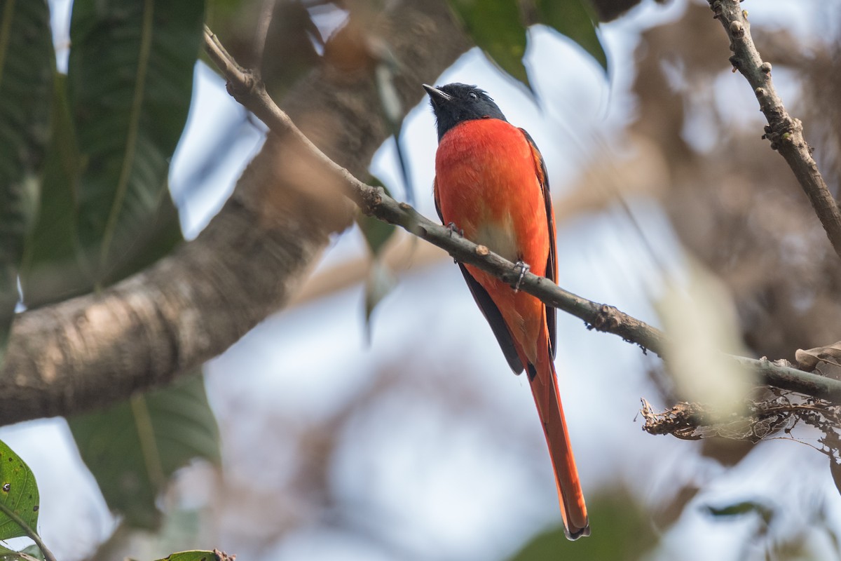 Long-tailed Minivet - ML641555308