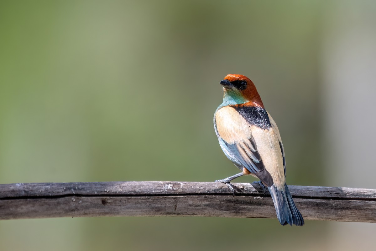 Black-backed Tanager - ML641555317
