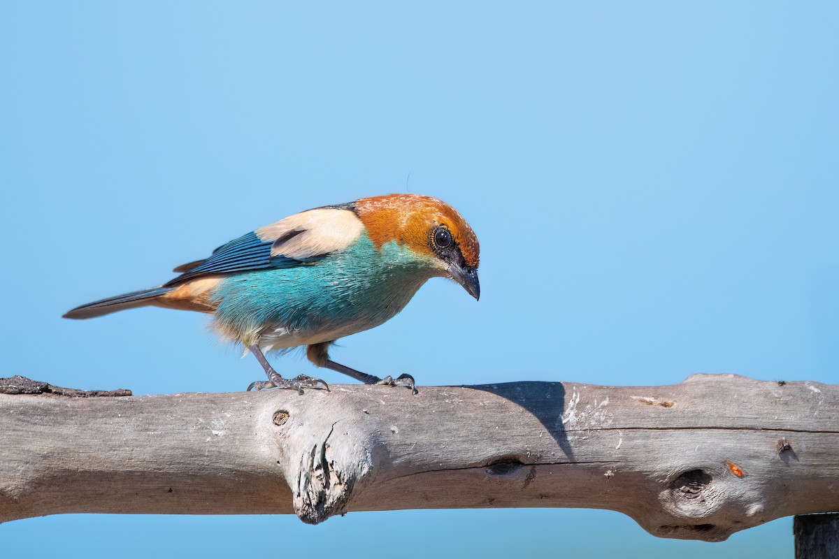 Black-backed Tanager - ML641555318