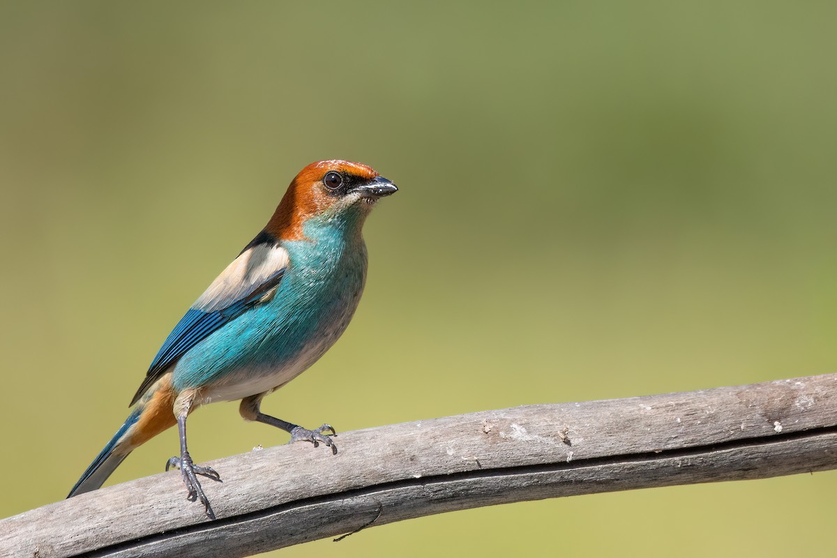 Black-backed Tanager - ML641555319