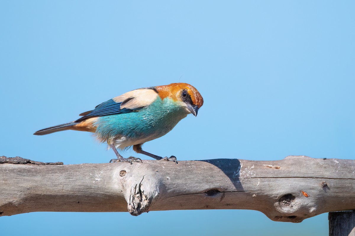 Black-backed Tanager - ML641555322