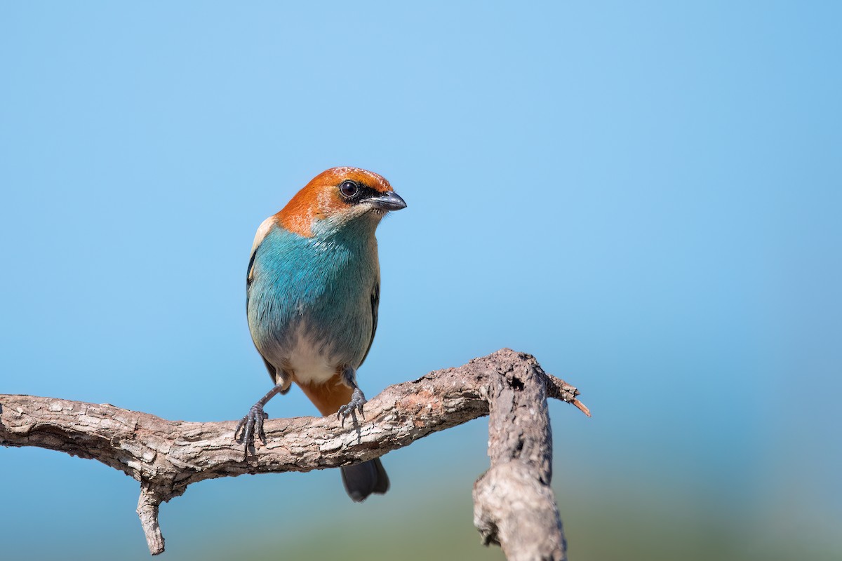 Black-backed Tanager - ML641555323