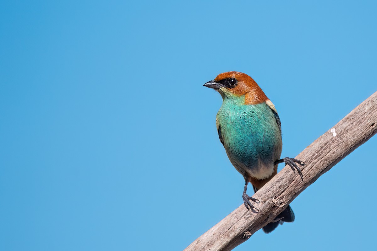 Black-backed Tanager - ML641555324