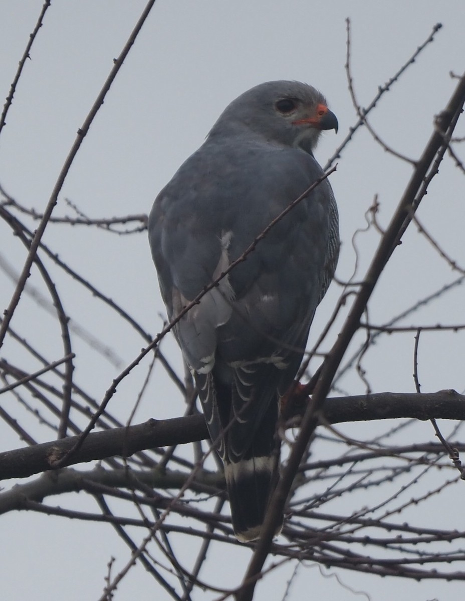 Lizard Buzzard - ML641555367