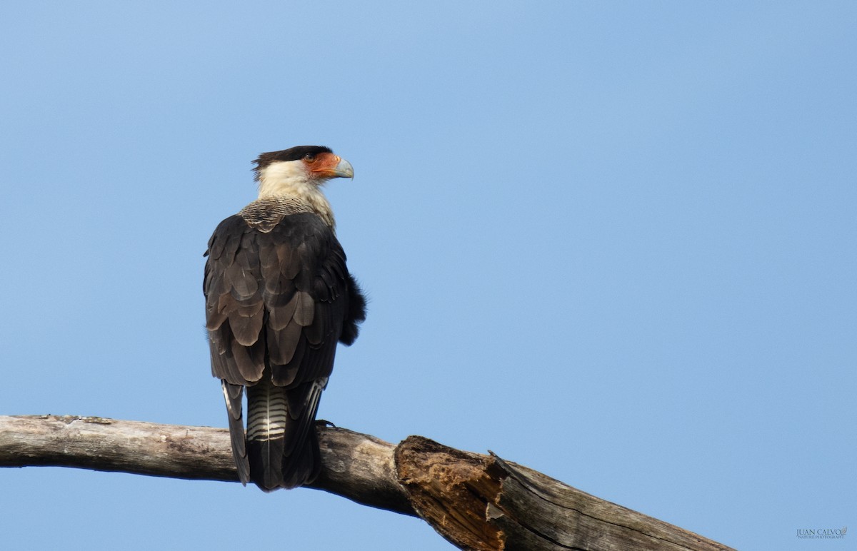 Crested Caracara - ML641555374