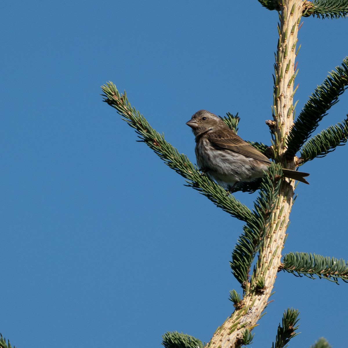 Purple Finch - ML641555375