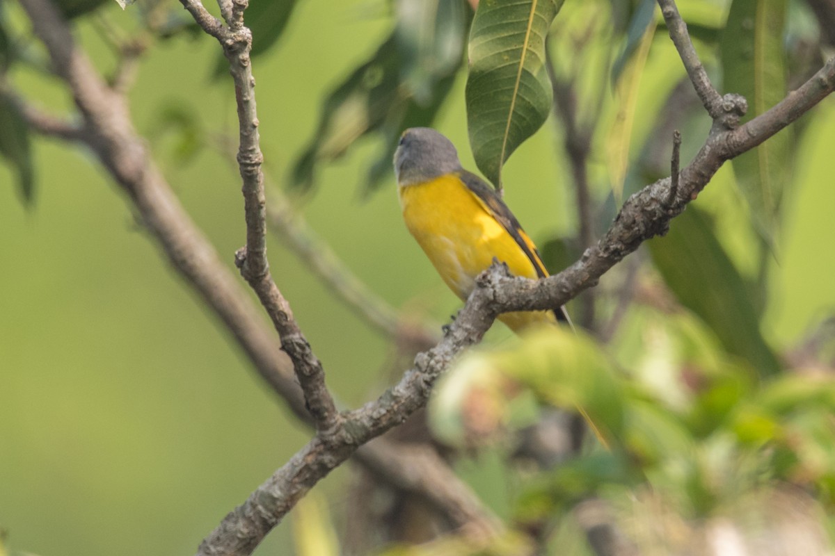 Long-tailed Minivet - ML641555384