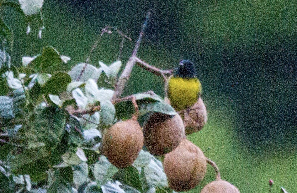 Yellow-bellied Siskin - ML641555431
