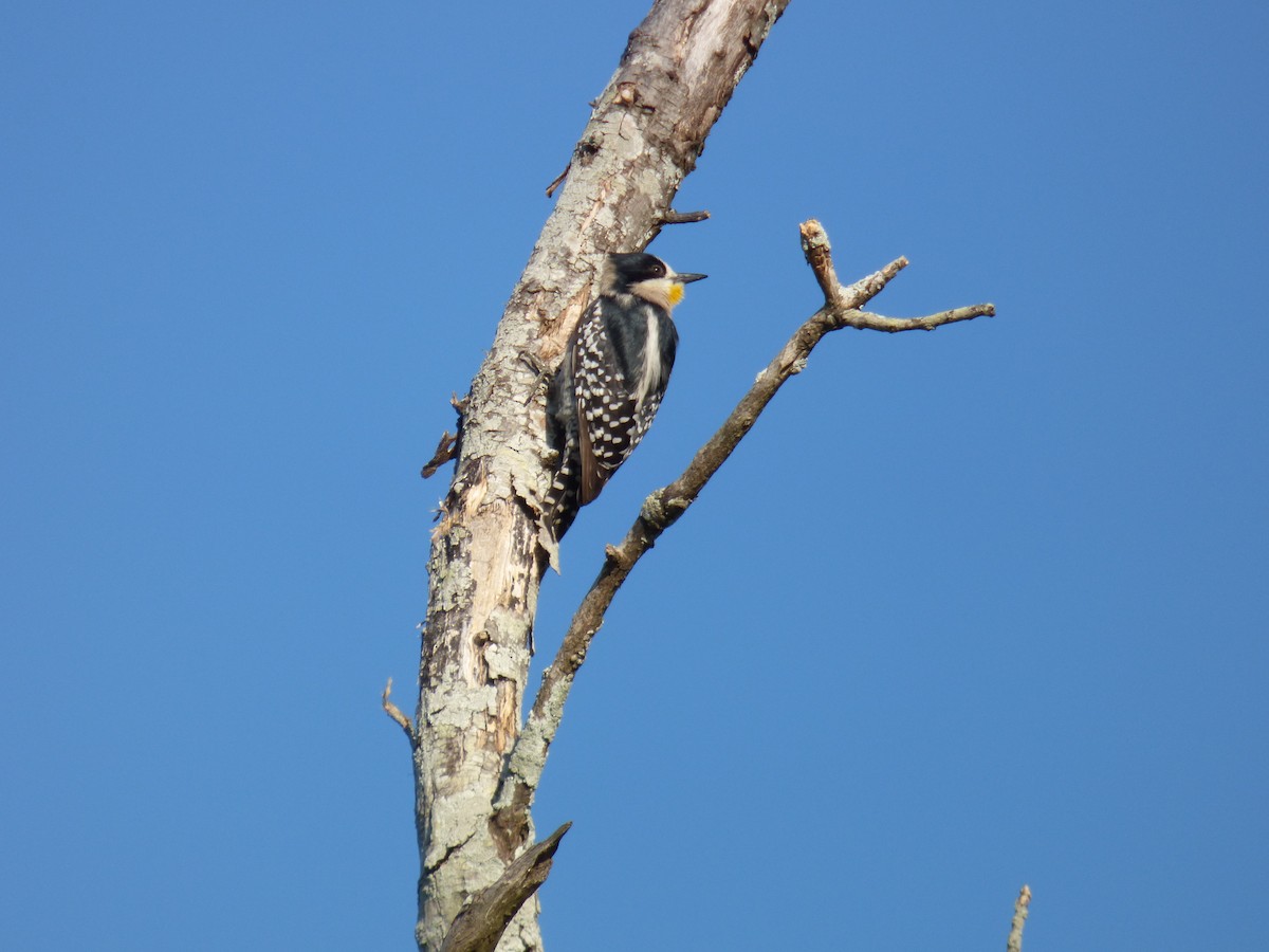 White-fronted Woodpecker - ML641555472