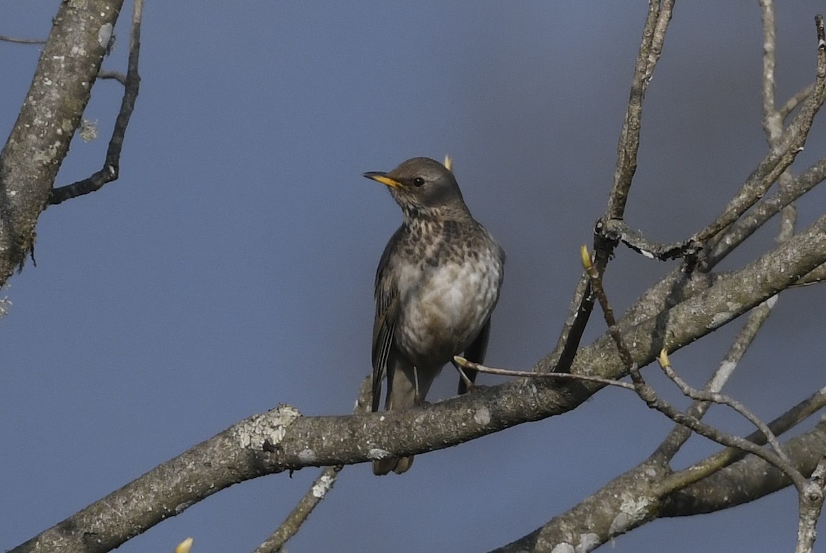 Black-throated Thrush - ML641555478
