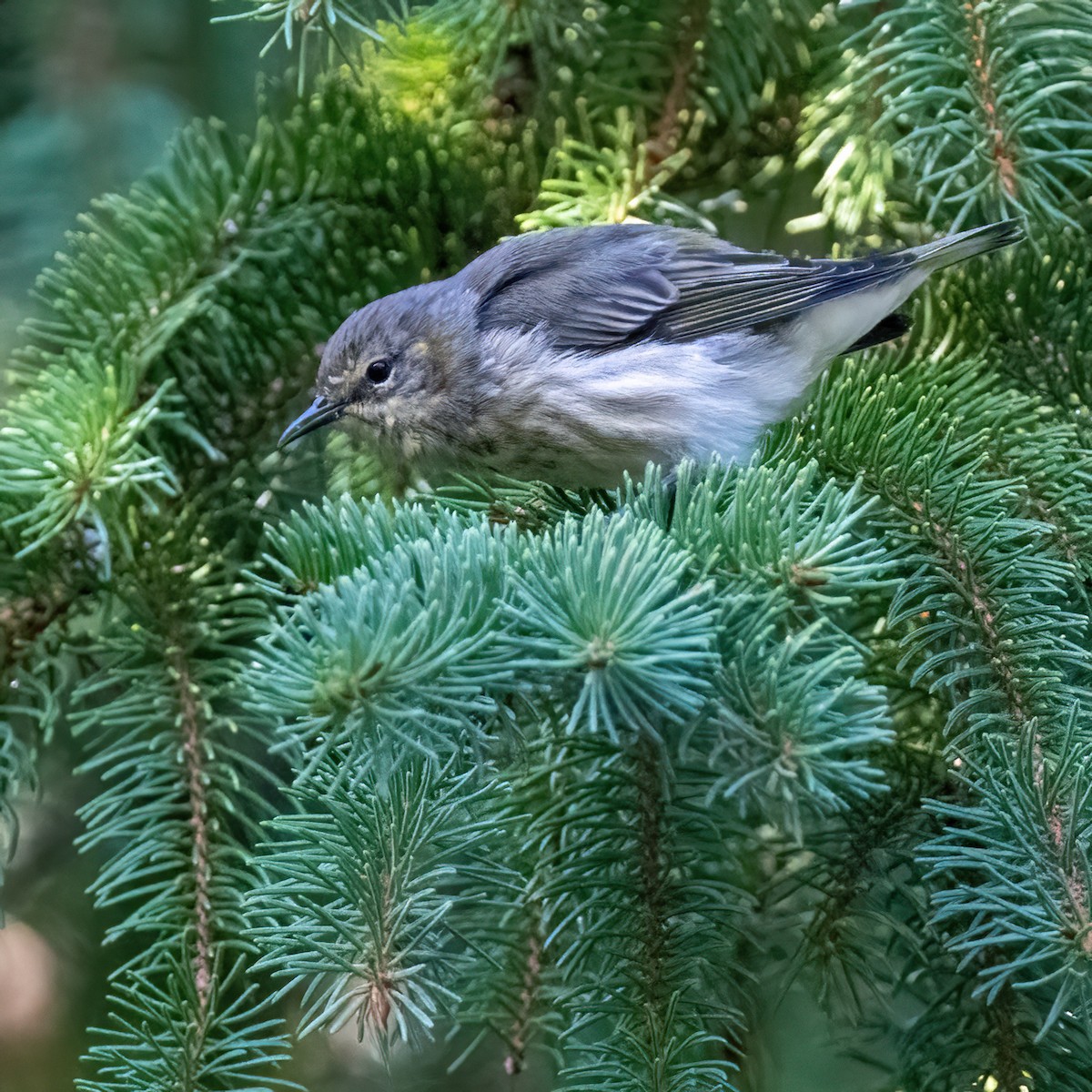 Cape May Warbler - ML641555502