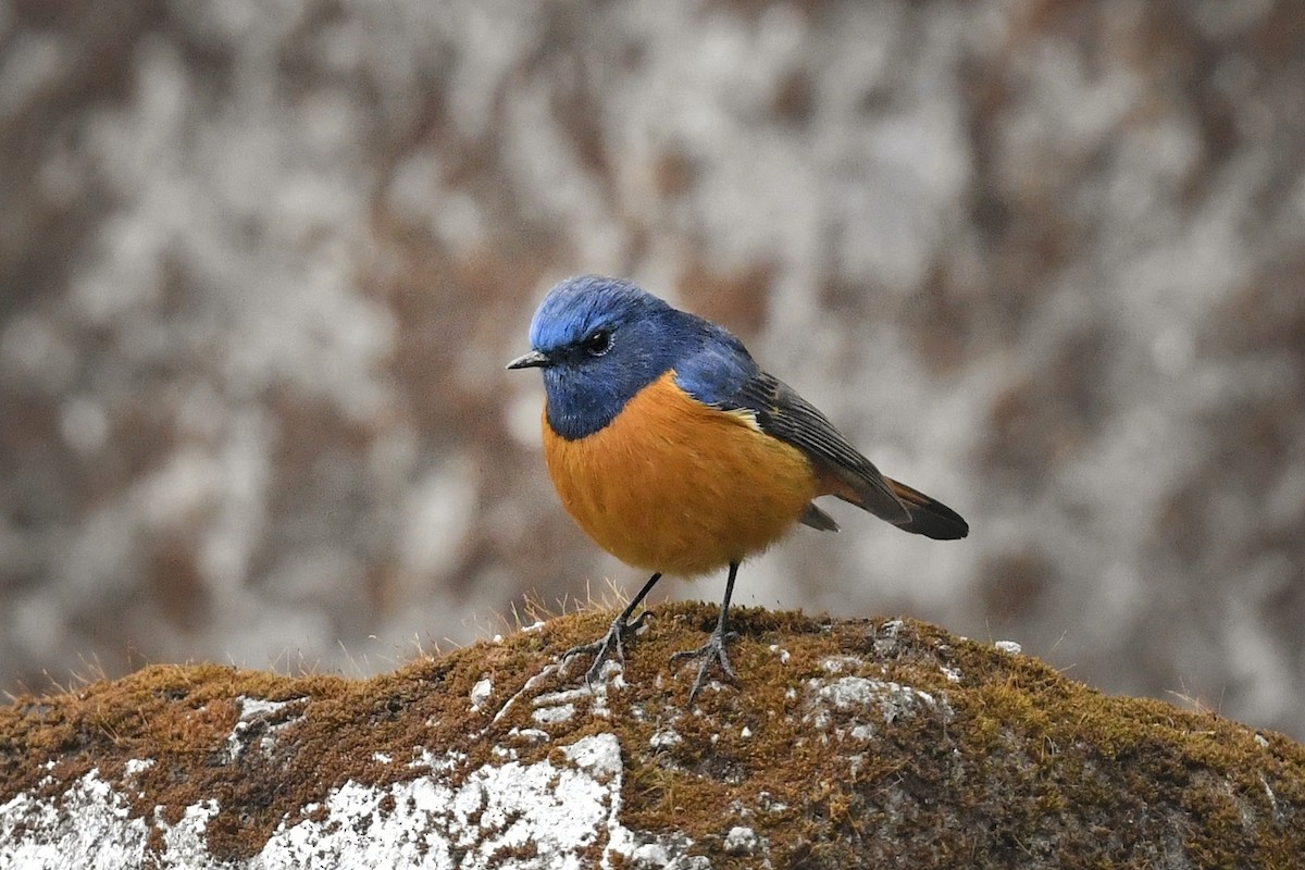 Blue-fronted Redstart - ML641555504