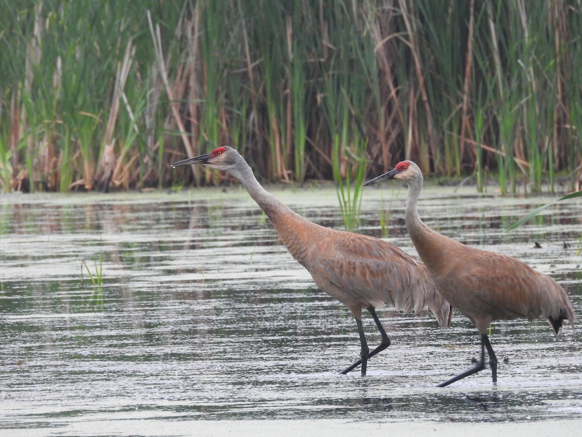 Sandhill Crane - ML641555510