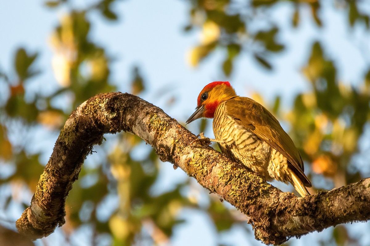 Carpintero Gorjigualdo - ML641555513