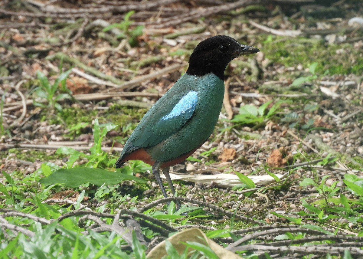Western Hooded Pitta (Sunda) - ML641555520