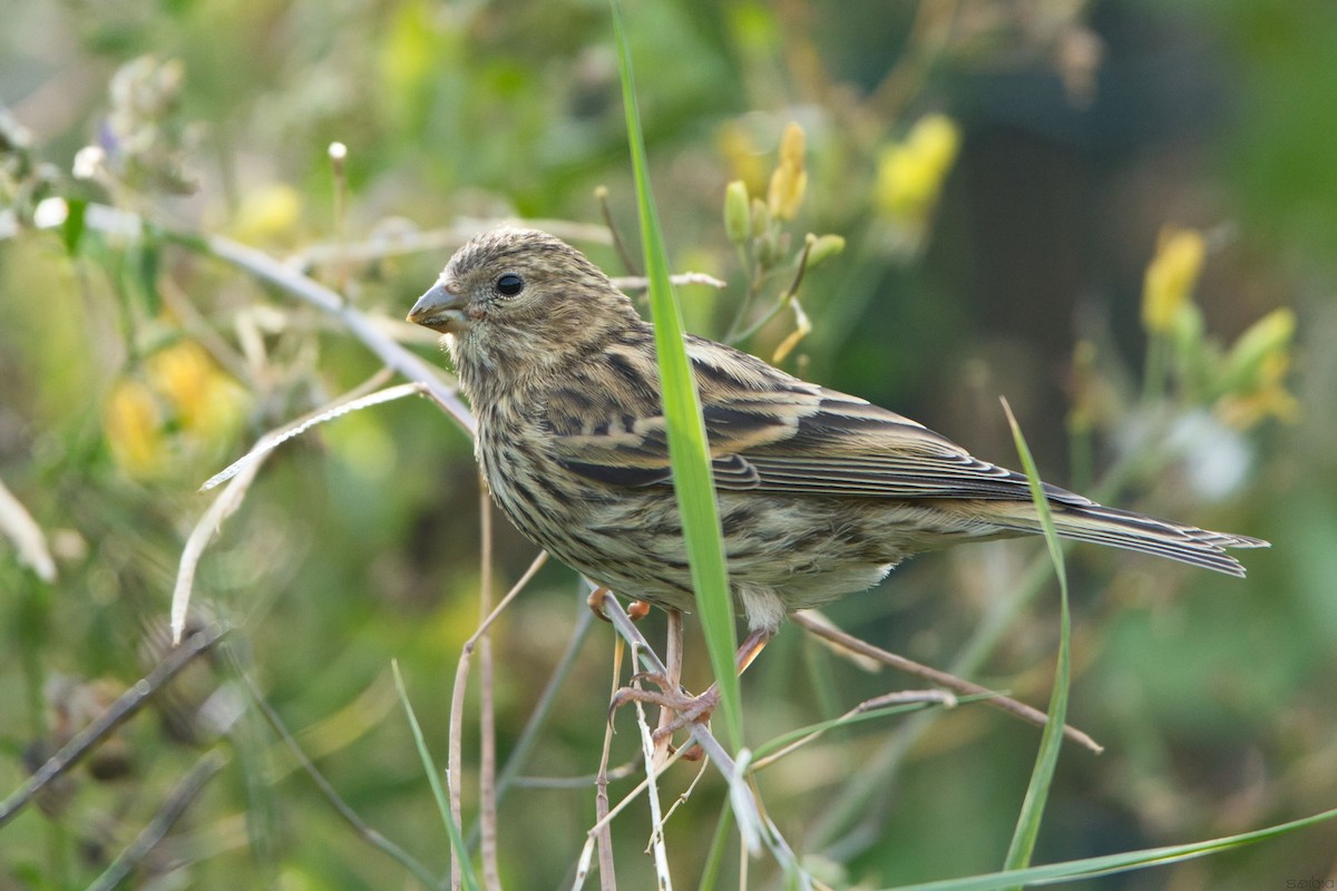 European Serin - ML641555537