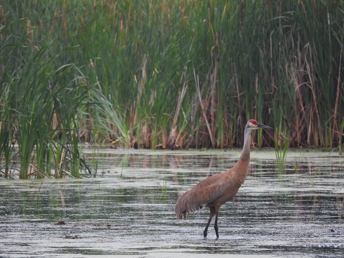 Sandhill Crane - ML641555547