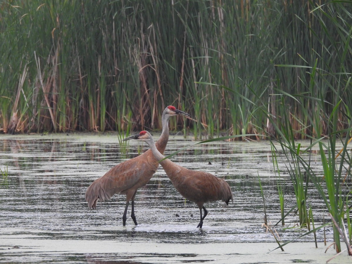 Sandhill Crane - ML641555549