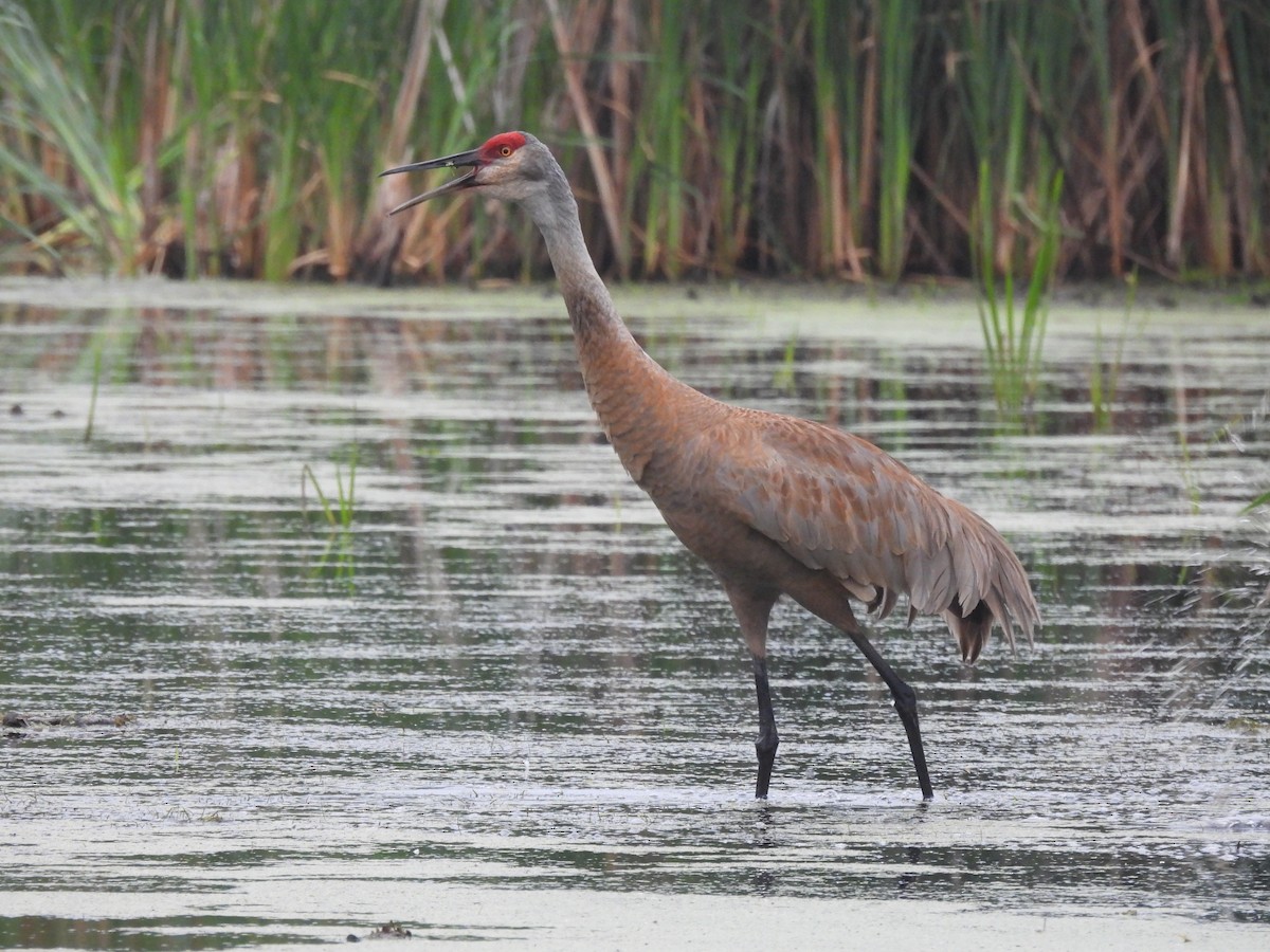 Sandhill Crane - ML641555550