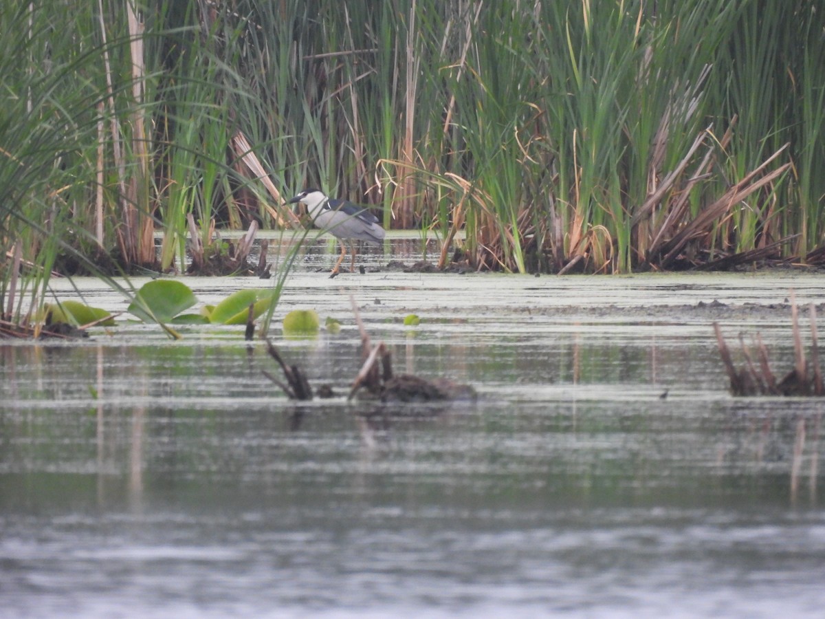 Black-crowned Night Heron - ML641555552