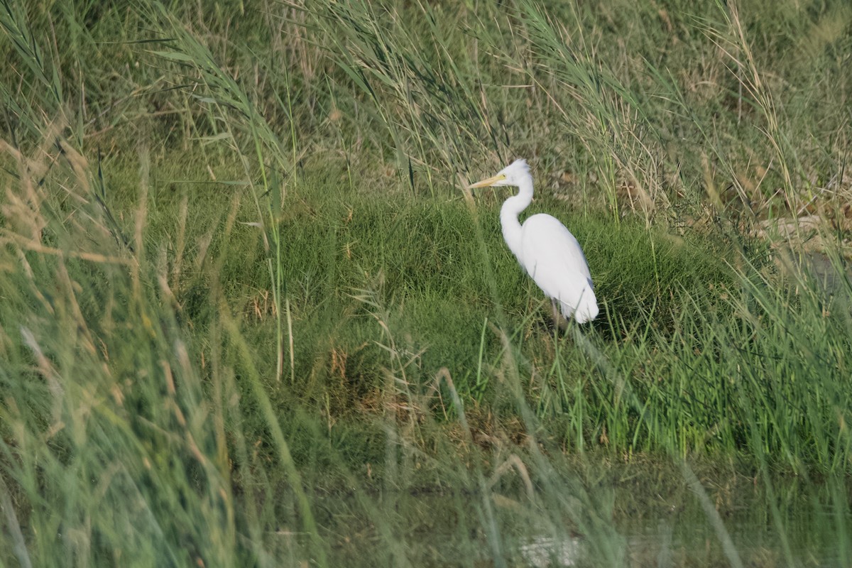 Yellow-billed/Medium Egret - ML641555558