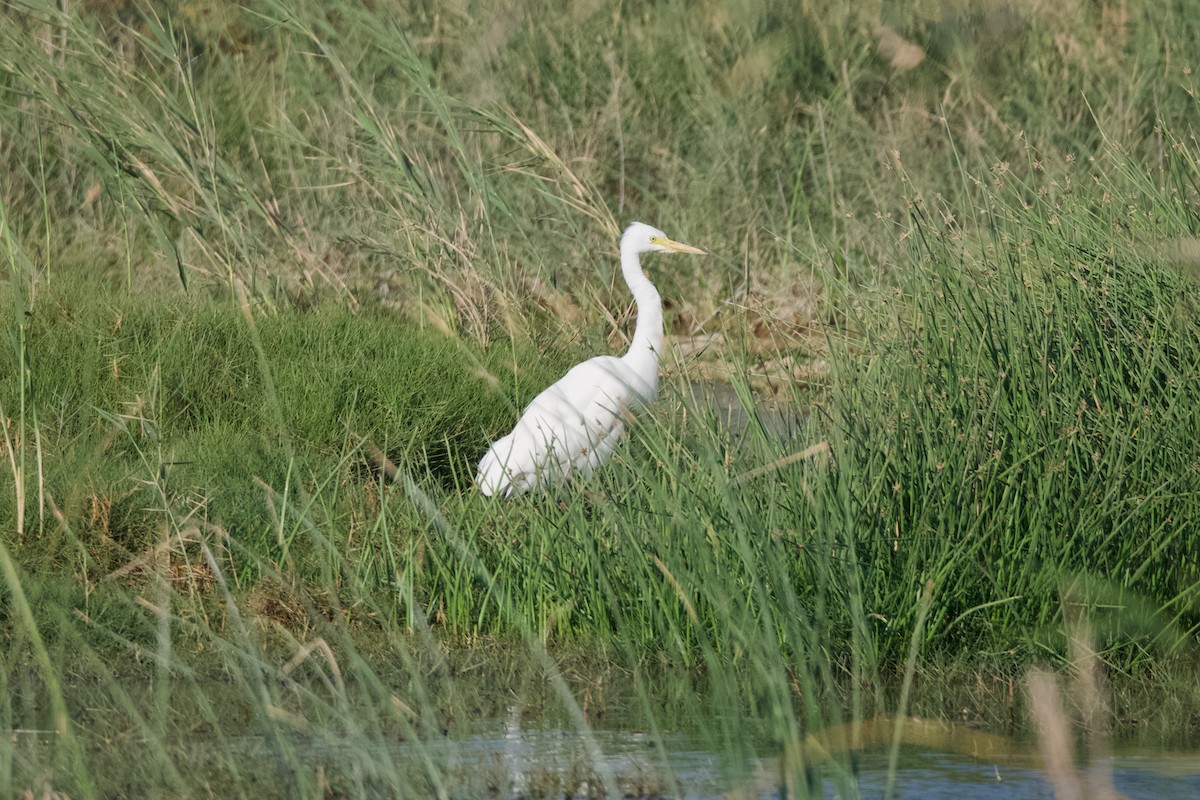 Yellow-billed/Medium Egret - ML641555559