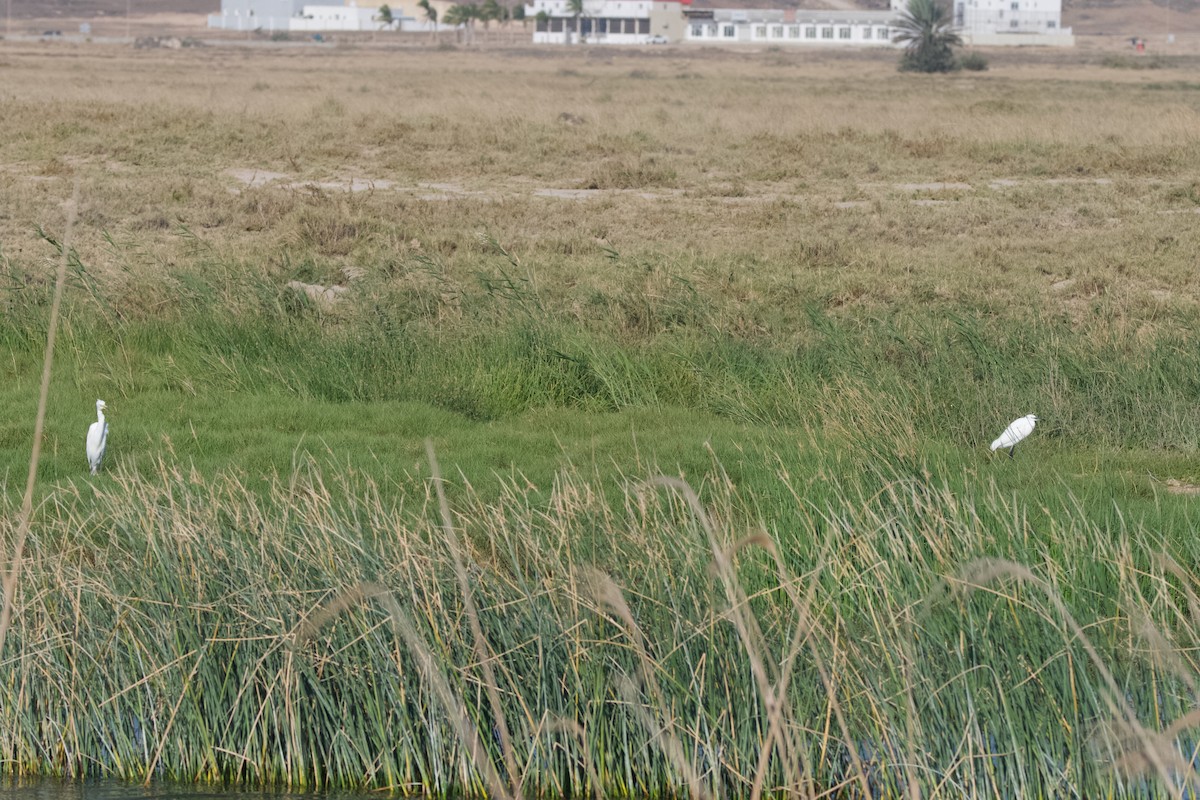Yellow-billed/Medium Egret - ML641555560