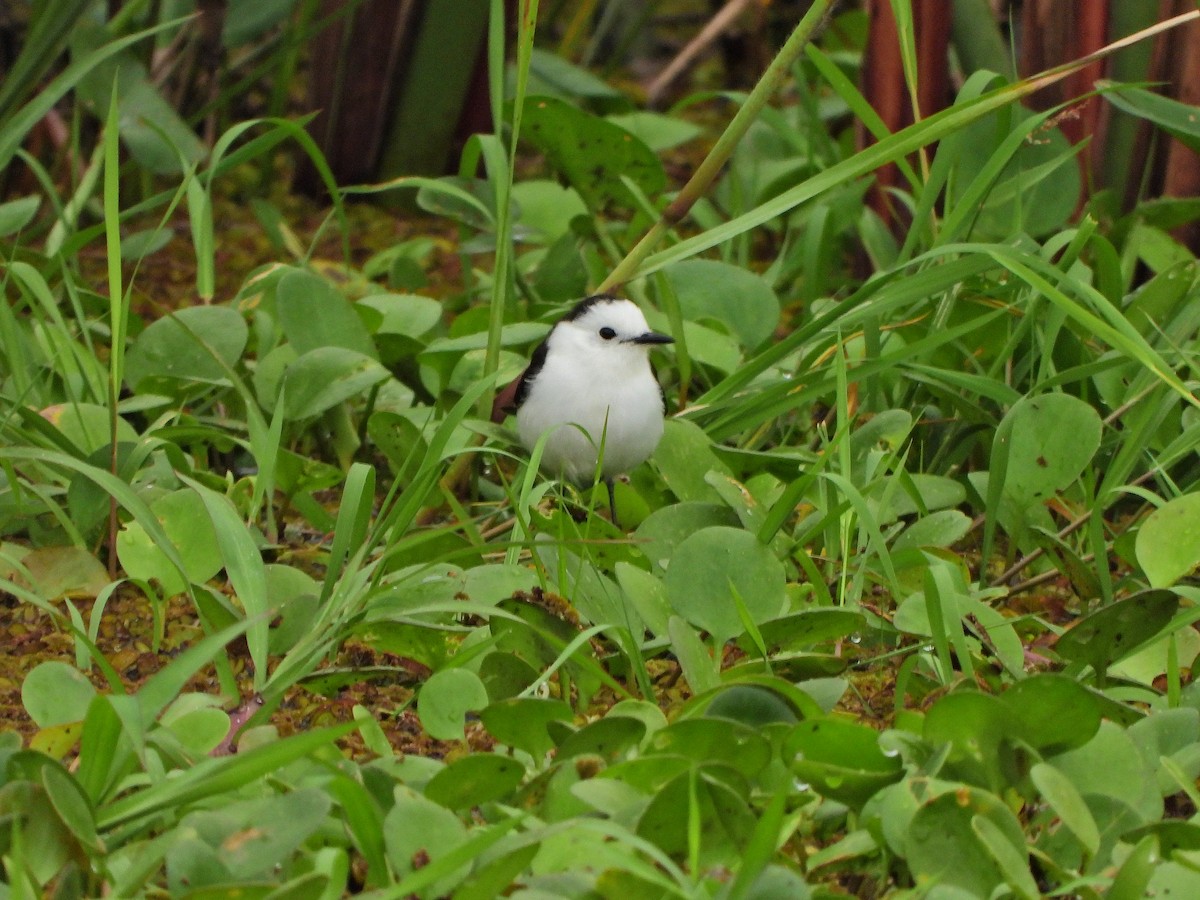 Black-backed Water-Tyrant - ML641555583