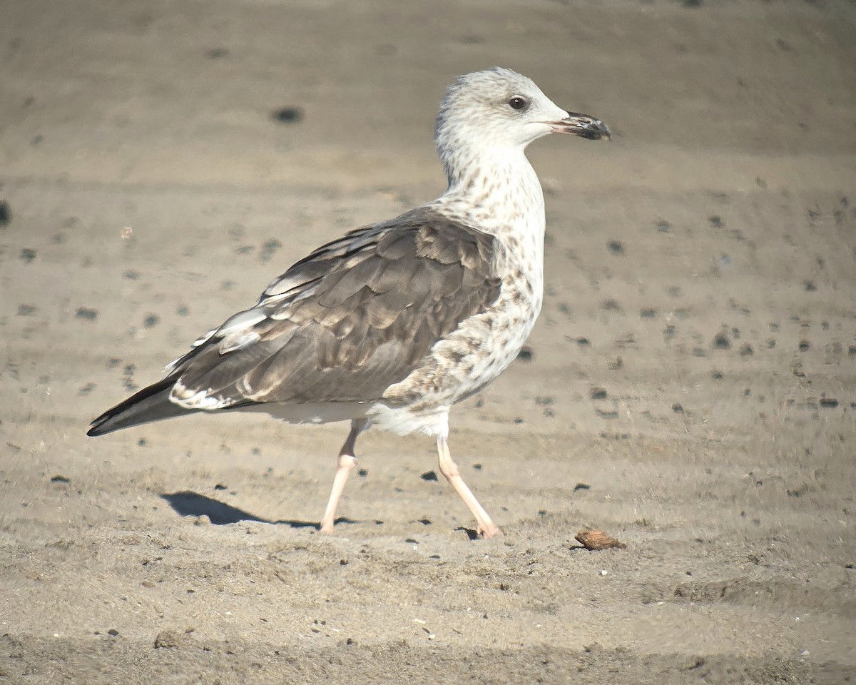 Lesser Black-backed Gull - ML641555594