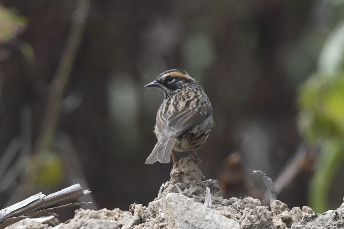 Rufous-breasted Accentor - ML641555618
