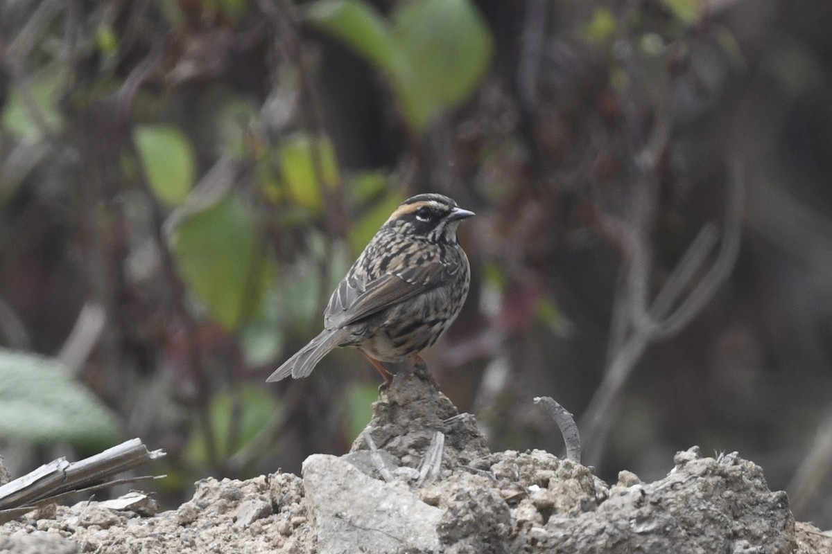 Rufous-breasted Accentor - ML641555619