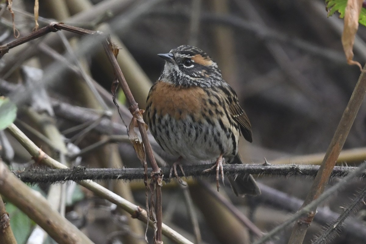 Rufous-breasted Accentor - ML641555620