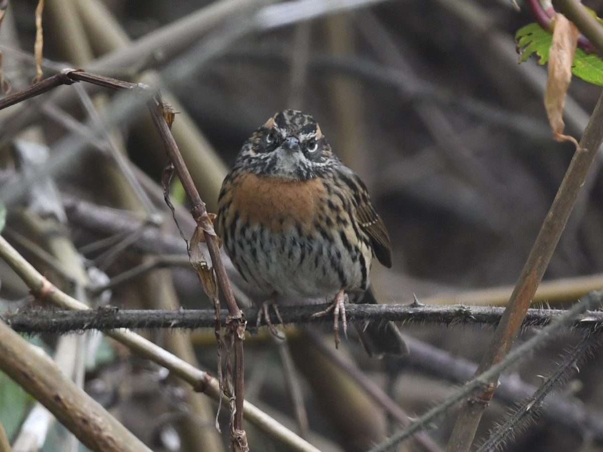 Rufous-breasted Accentor - ML641555621