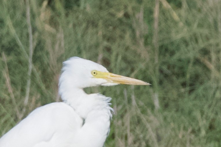 Yellow-billed/Medium Egret - ML641555656
